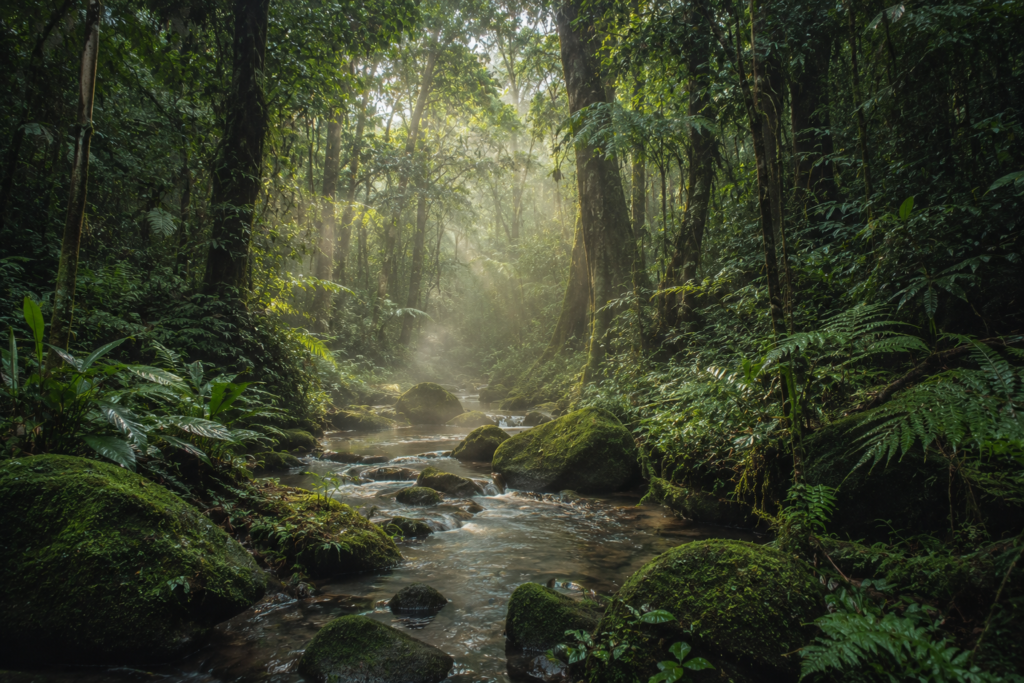 Sarawak rainforest